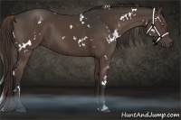 Horse Color:White Spotted Liver Chestnut 