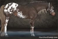 Horse Color:White Spotted Liver Chestnut Sabino Appaloosa
