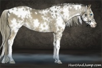 Horse Color:White Spotted Liver Chestnut Splash 