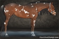 Horse Color:White Spotted Liver Chestnut Sabino 