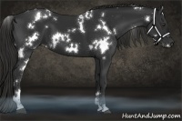 Horse Color:White Spotted Liver Chestnut