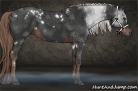 Horse Color:White Spotted Liver Chestnut Sabino 