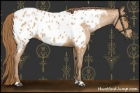Horse Color:Bay Pearl Appaloosa 