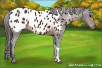 Horse Color:Bay Appaloosa 