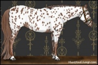 Horse Color:Chestnut Appaloosa 