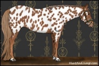 Horse Color:Chestnut Near Leopard