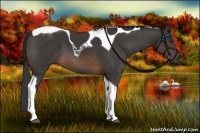 Horse Color:Buckskin Tobiano 