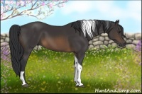 Horse Color:Buckskin Tobiano