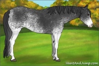Horse Color:White Spotted Black 