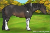 Horse Color:Buckskin Tobiano 