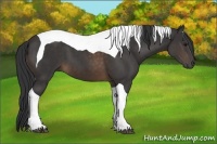 Horse Color:Buckskin Tobiano