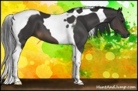 Horse Color:Buckskin Tobiano