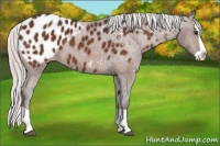 Horse Color:Silver Bay Splash Appaloosa 