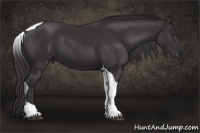 Horse Color:Buckskin Chinchilla Tobiano 
