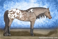 Horse Color:Brown Dun Appaloosa 