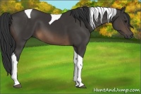 Horse Color:Buckskin Tobiano 
