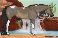 Horse Color:Buckskin Dun Tobiano 