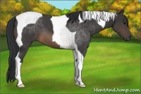 Horse Color:Buckskin Tobiano
