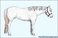 Horse Color:Buckskin Pearl Sabino Appaloosa