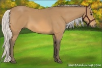 Horse Color:Silver Buckskin 