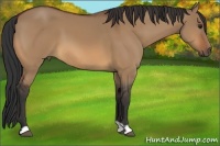 Horse Color:Bay Dun