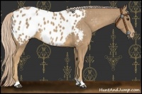 Horse Color:Palomino Appaloosa 