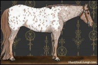 Horse Color:Red Roan Appaloosa