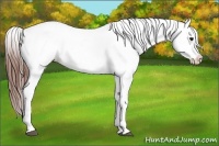 Horse Color:Buckskin Tobiano Blanket