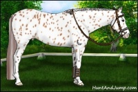Horse Color:Chocolate Bay Sabino Leopard