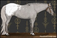 Horse Color:Silver Blue Roan Snowcap 
