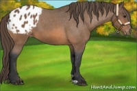 Horse Color:Buckskin Appaloosa