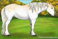 Horse Color:White Spotted Palomino 