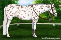 Horse Color:White Spotted Silver Brown Sabino Appaloosa 