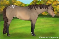 Horse Color:Bay Dun Appaloosa 