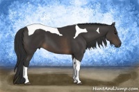 Horse Color:Buckskin Tobiano