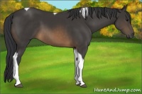 Horse Color:Buckskin Tobiano