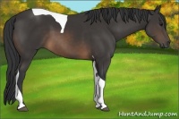 Horse Color:Buckskin Tobiano 