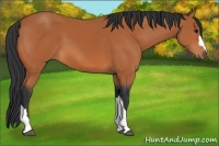 Horse Color:Bay 