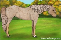 Horse Color:Palomino Roan