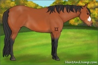 Horse Color:Bay 