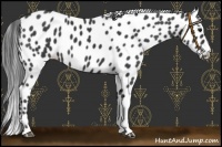 Horse Color:Black Appaloosa