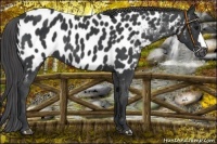 Horse Color:Black Appaloosa 