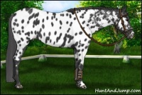 Horse Color:Black Appaloosa
