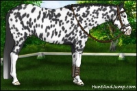Horse Color:Black Splash Near Leopard 