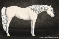 Horse Color:Cremello Splash  and Cremello Splash 