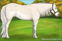 Horse Color:Cremello Splash  and Cremello Splash Frame 