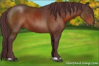 Horse Color:Chocolate Brown 