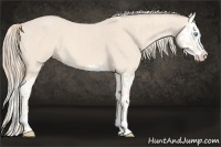 Horse Color:Cremello Splash  and Perlino Splash 