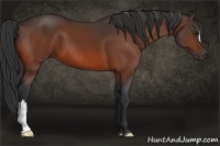 Horse Color:Bay 