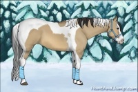 Horse Color:Bay Dun Splash Tobiano 